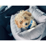 Fotelik dla psa do samochodu bezpieczny brąz Akcesoria