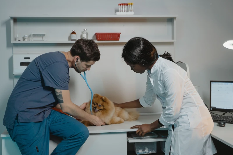 pies podczas zabiegu weterynarz operuje