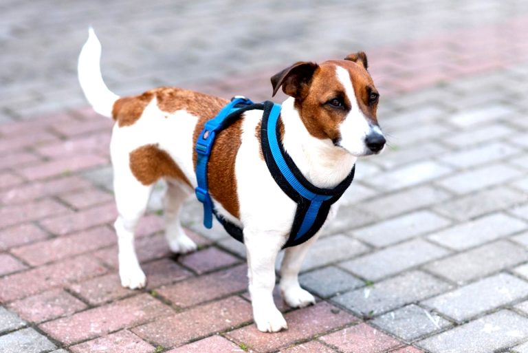 Szelki guard dla psa – jak je założyć i dopasować?