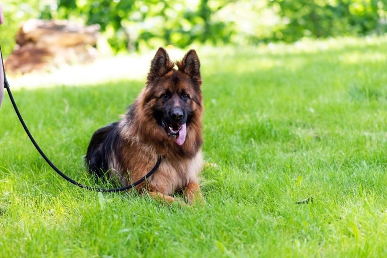 Owczarek niemiecki – rasowy pies o wszechstronnych możliwościach