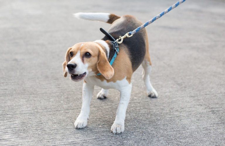 Jak nauczyć psa chodzenia na smyczy? – Praktyczny poradnik