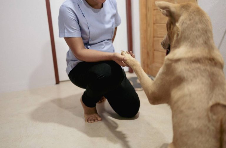 Psie supermoce: jak wykorzystać psy w terapii i wsparciu emocjonalnym