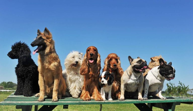 7 Najlepszych ras psów dla rodzin z dziećmi – Przyjazne i łagodne towarzysze