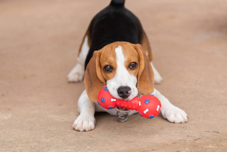 Beagle – urokliwa rasa psa idealna dla miłośników czworonogów