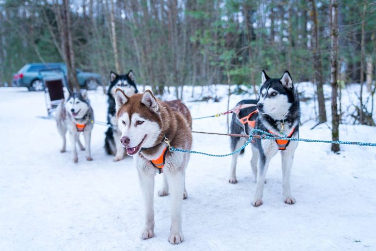 Śnieżne psy – historia i ewolucja ras psów zaprzęgowych
