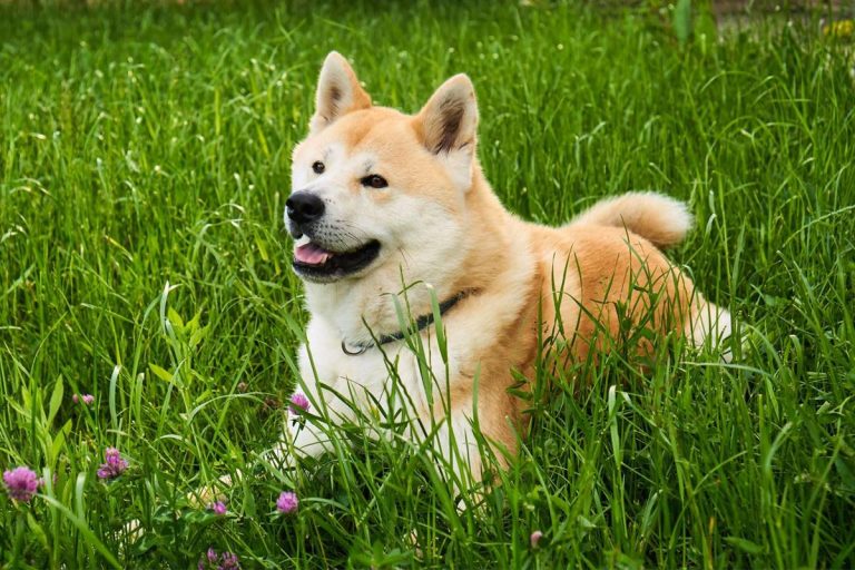 Akita: Kompleksowy przewodnik po jednej z najbardziej cenionych ras psów