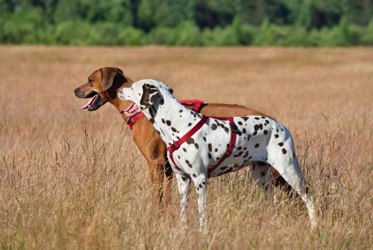 Szelki dla psa na długie spacery: Jakie są najlepsze?