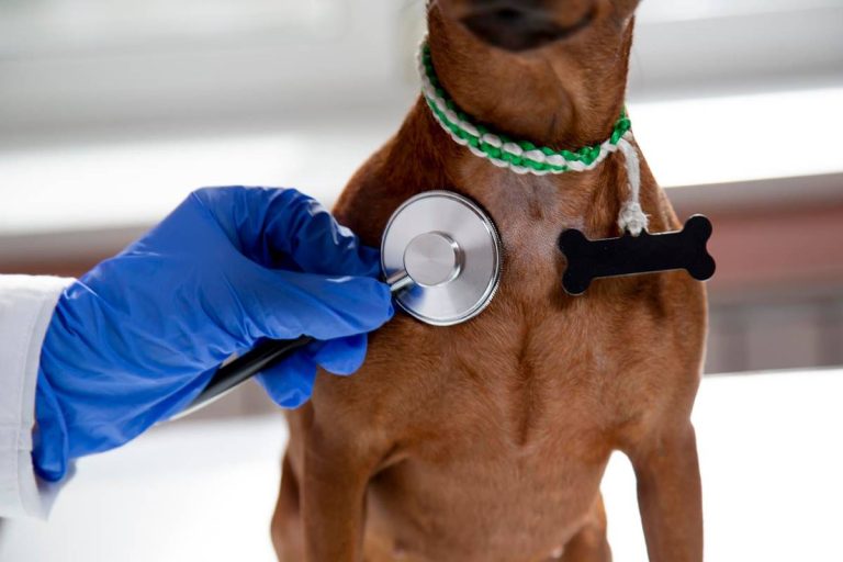 Choroby genetyczne u psów: Jak je rozpoznawać i zapobiegać