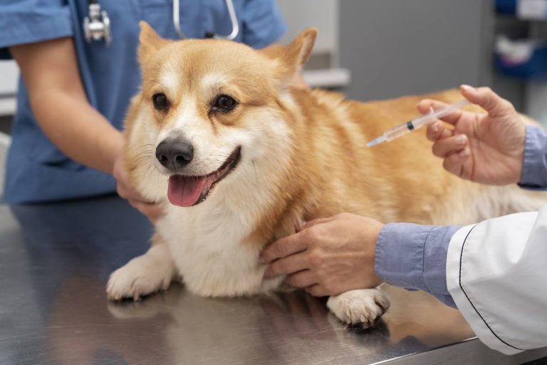 Dlaczego niektórzy boją się szczepić swoje psy? Jak zrozumieć i pokonać te obawy