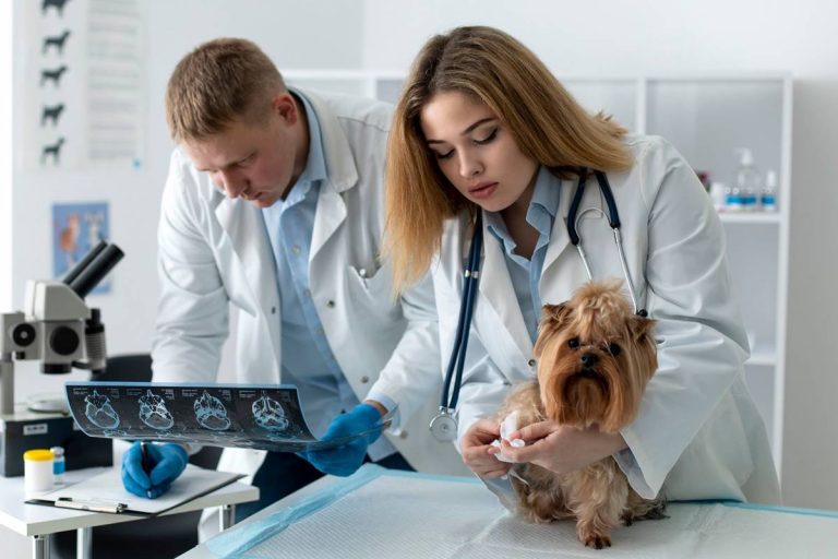 Jak prawidłowo czytać wyniki badań laboratoryjnych twojego psa