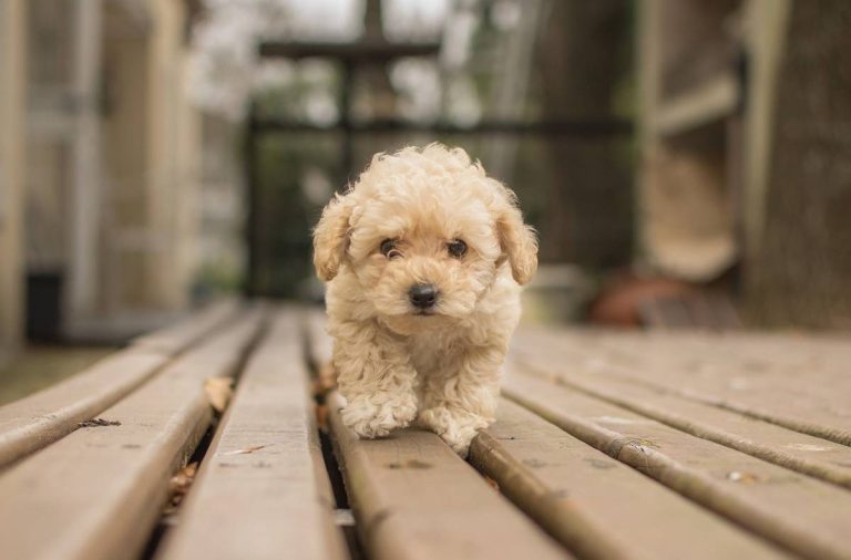 Maltipoo: Mały Pies o Dużym Sercu – Idealny Towarzysz dla Każdej Rodziny
