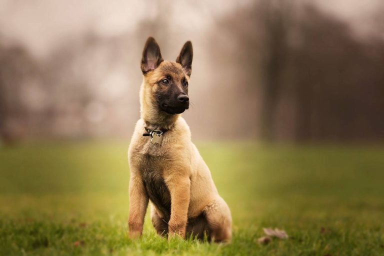 Owczarek belgijski – Inteligencja i elegancja w psiej postaci
