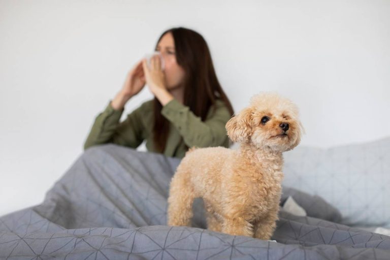 Rasy psów idealne dla alergików: przewodnik po psach niegubiących sierści