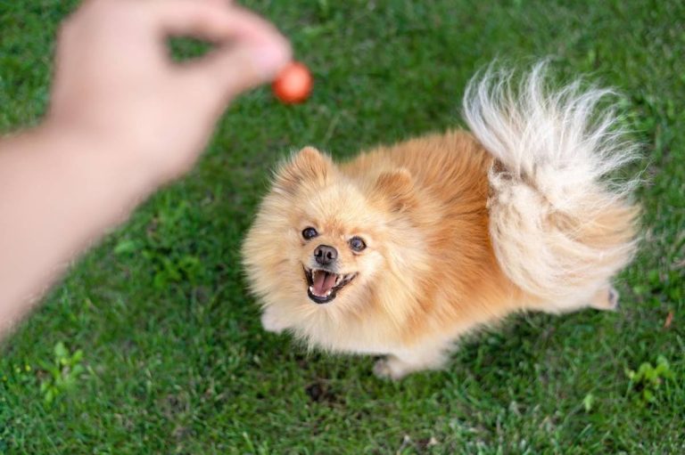 Szpic miniaturowy: Mały pies o wielkim charakterze – Poznaj sekrety tej uroczej rasy
