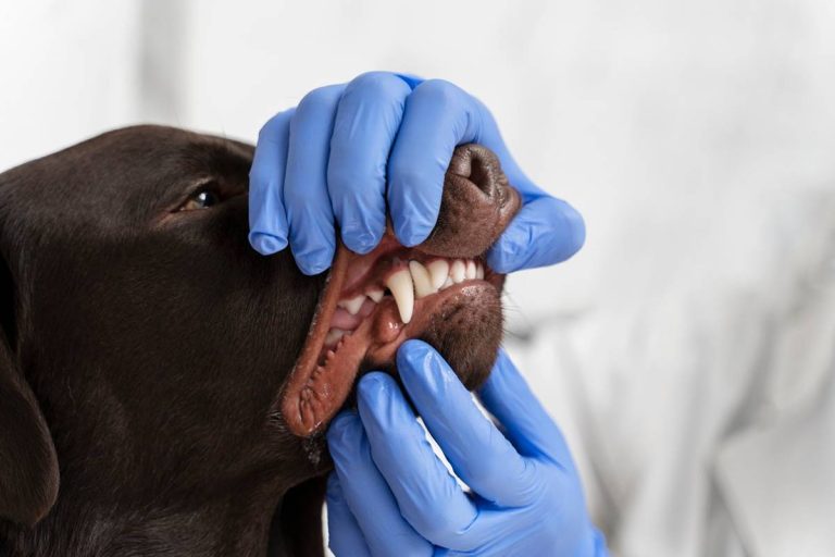 Kompleksowy poradnik o zdrowiu jamy ustnej psów: Odkryj, ile pies ma zębów i jak dbać o nie
